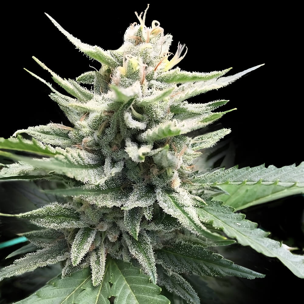 Dope Breeders - DNA Genetics Honey Banana S1 Image