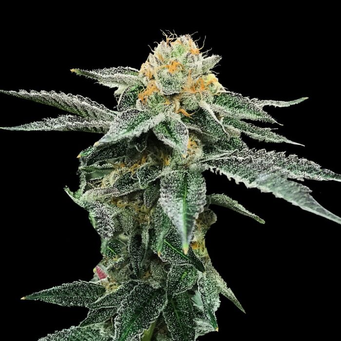 Dope Breeders - DNA Genetics Kosher Cookies Image