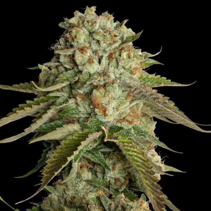 Dope Breeders - DNA Genetics Kosher Kush Image