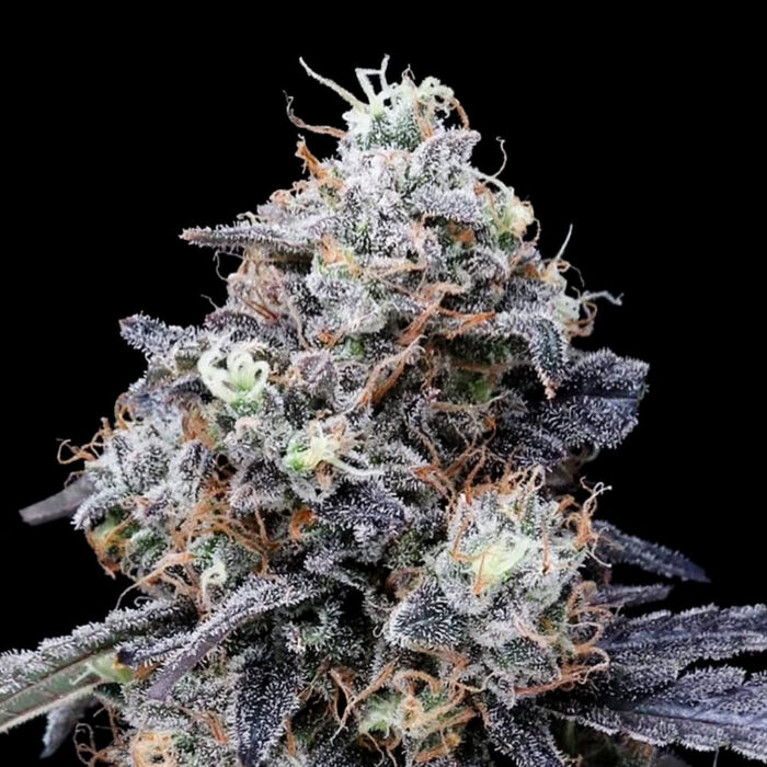 Dope Breeders - DNA Genetics MACmelon Image