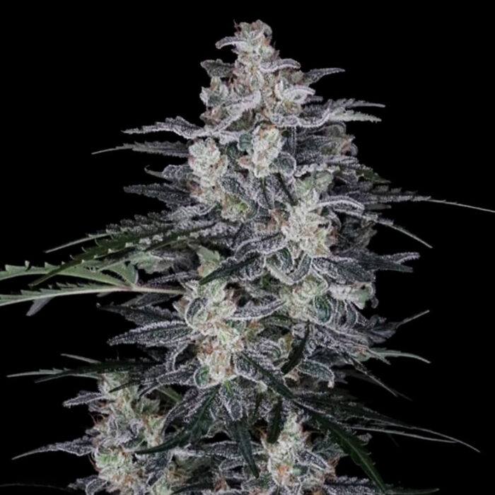 Dope Breeders - DNA Genetics MACnana Image