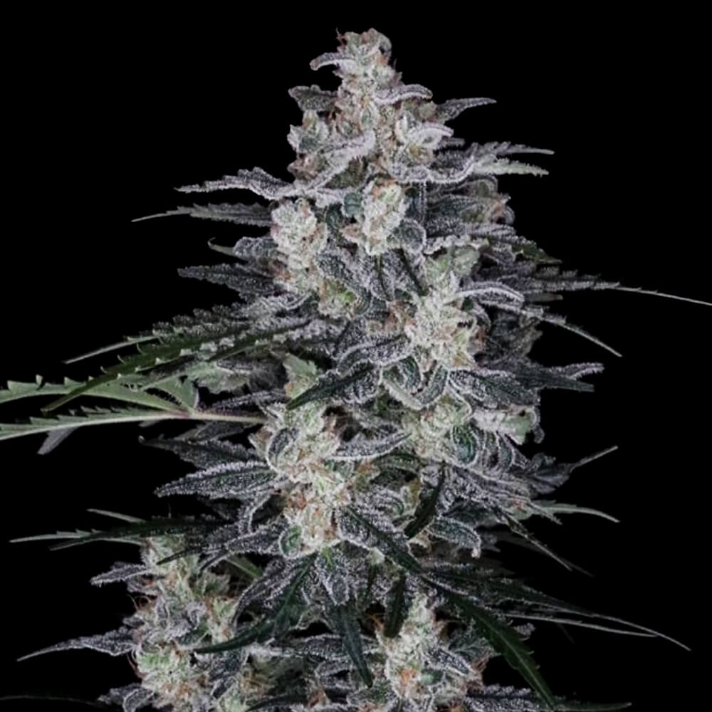 Dope Breeders - DNA Genetics MACnana Image