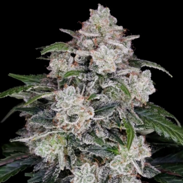 Dope Breeders - DNA Genetics Mac N Me Image