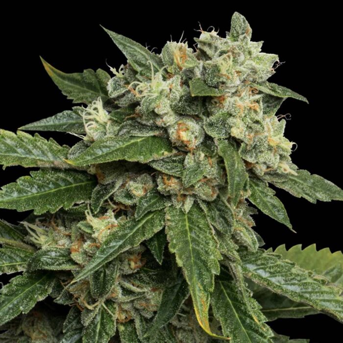 Dope Breeders - DNA Genetics OG #18 Image