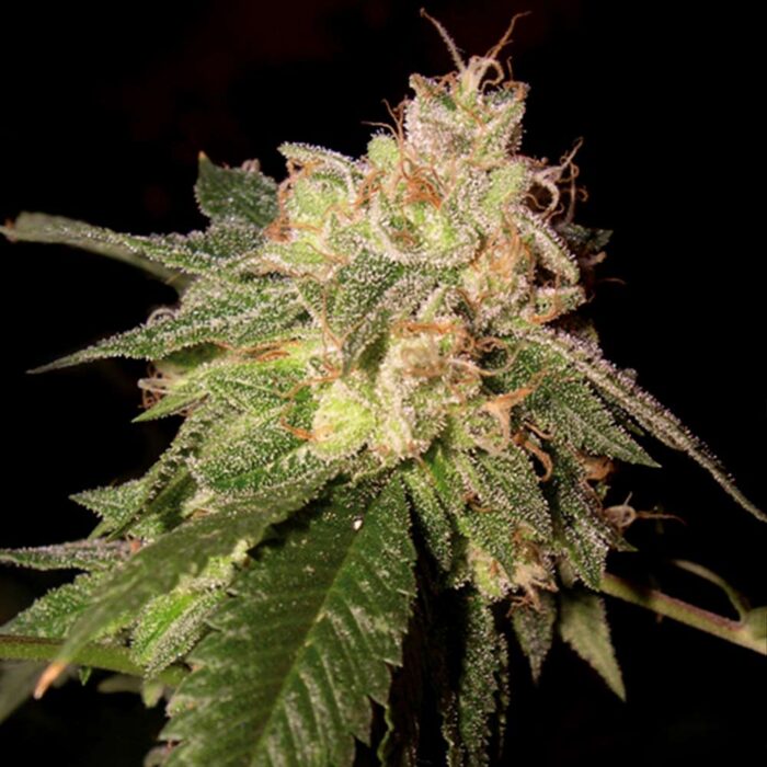 Dope Breeders - DNA Genetics OG Kush Image