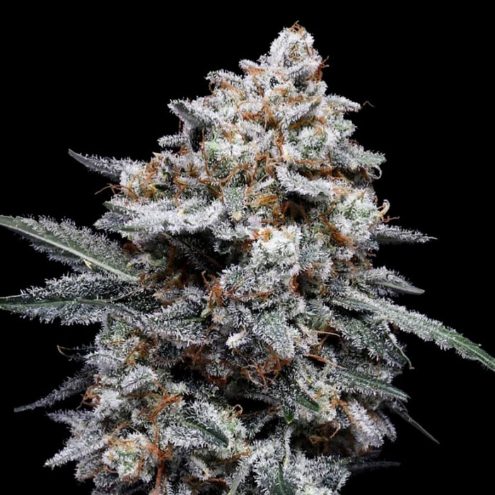 Dope Breeders - DNA Genetics Patrick Swayze Image