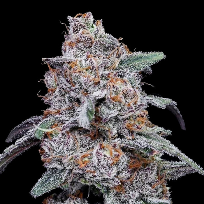 Dope Breeders - DNA Genetics Purple People Eater Image