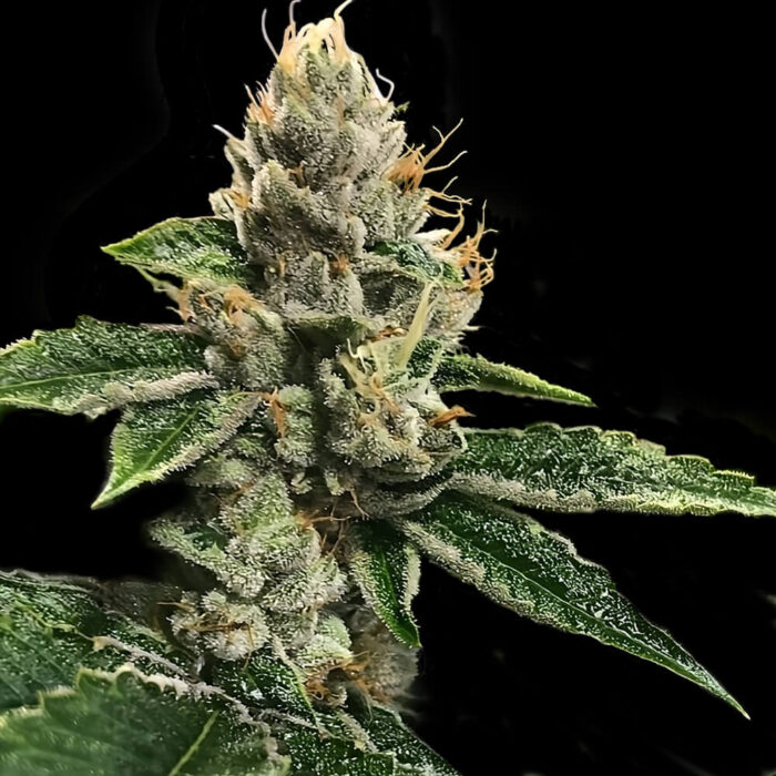 Dope Breeders - DNA Genetics RP 43 AKA RICHARD PETTY Image