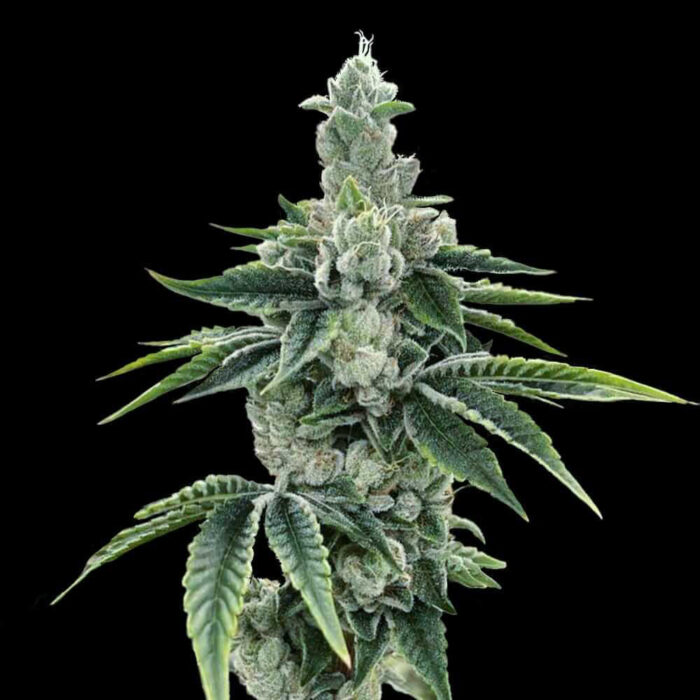 Dope Breeders - DNA Genetics ReCon 2.0 Image