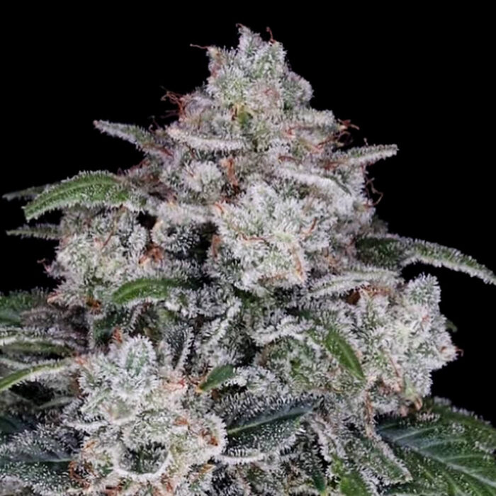 Dope Breeders - DNA Genetics Return of the MAC Image