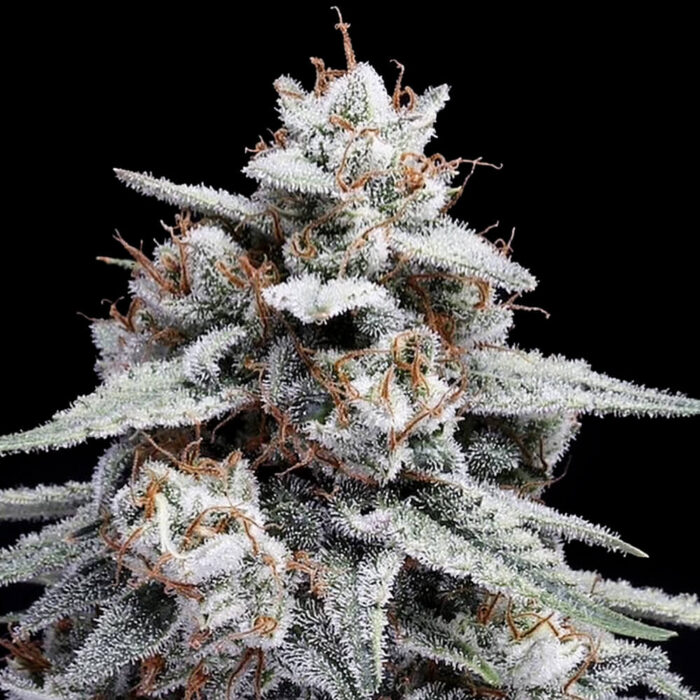 Dope Breeders - DNA Genetics Skywalker Kush Image