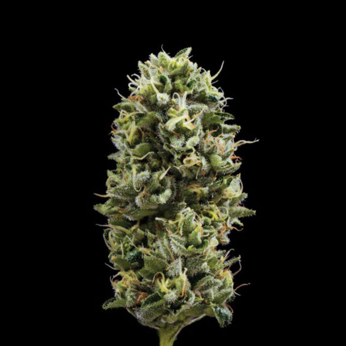 Dope Breeders - DNA Genetics Snack Pack Image