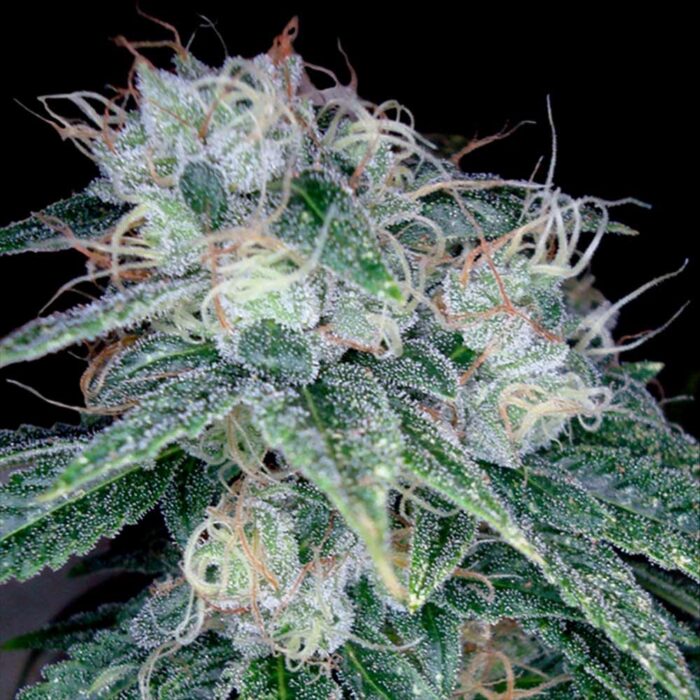 Dope Breeders - DNA Genetics Sour Diesel Image