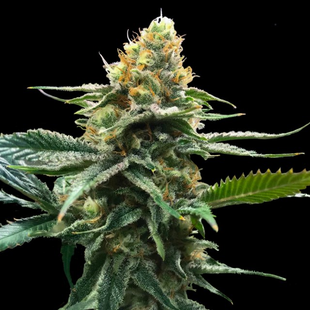 Dope Breeders - DNA Genetics Sour Sorbet Image