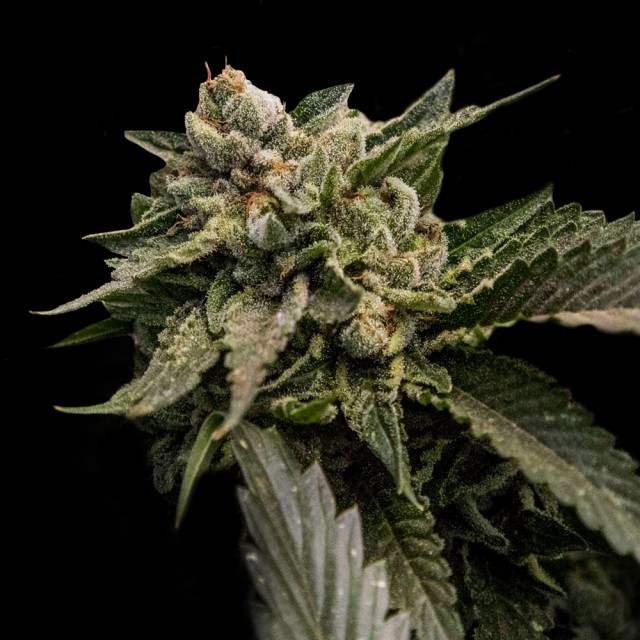 Dope Breeders - DNA Genetics Strawberry Sorbet Image