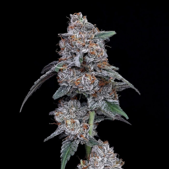 Dope Breeders - DNA Genetics The Big Mac Image