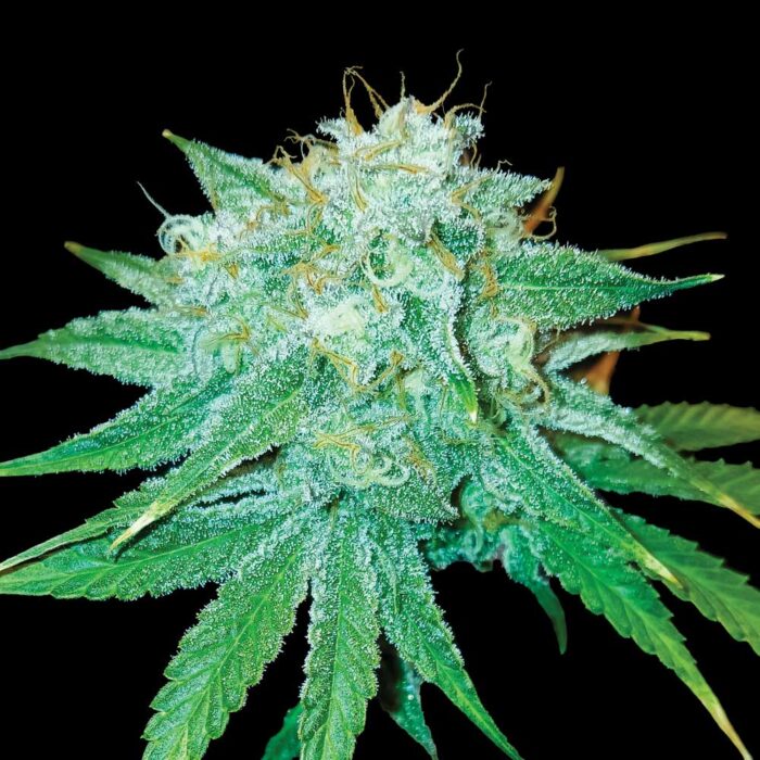 Dope Breeders - DNA Genetics The Stinking Rose Image