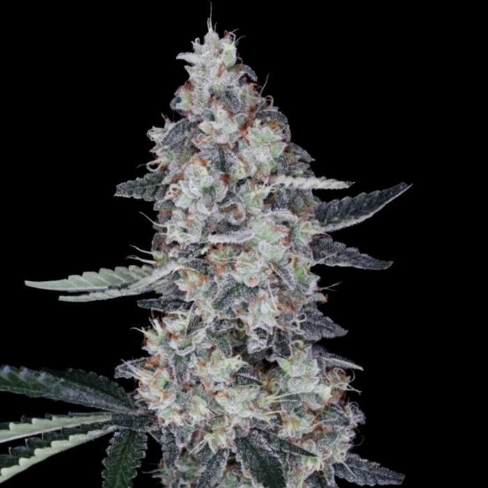 Dope Breeders - DNA Genetics Watermelon Man Image