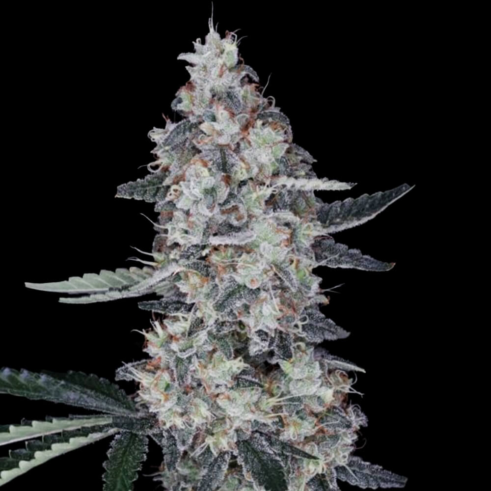 Dope Breeders - DNA Genetics Watermelon Man Image