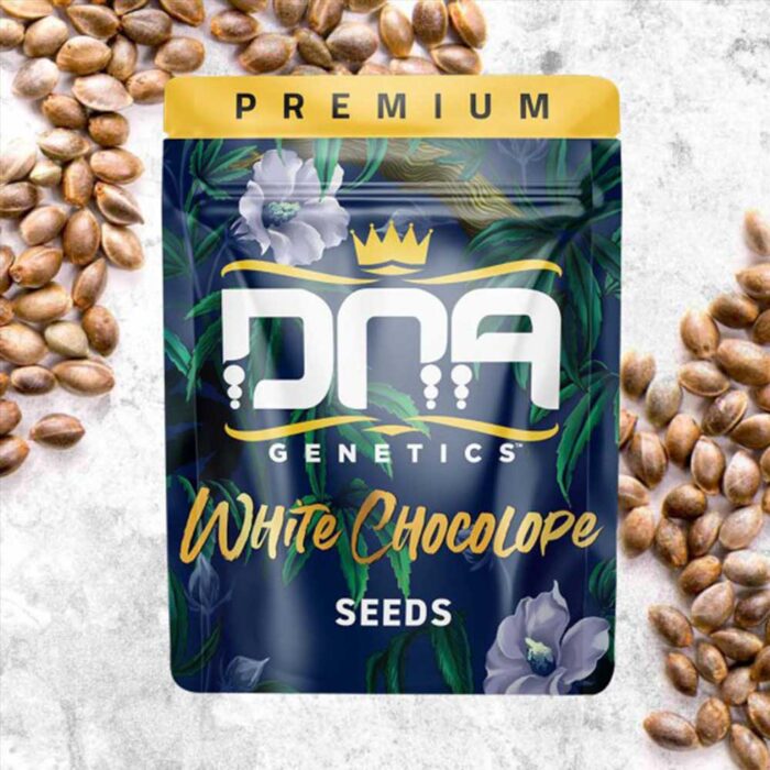 Dope Breeders - DNA Genetics White Chocolope Image