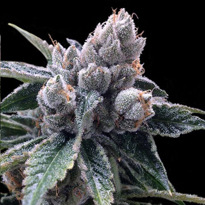 Dope Breeders - DNA Genetics White Walker Kush Image