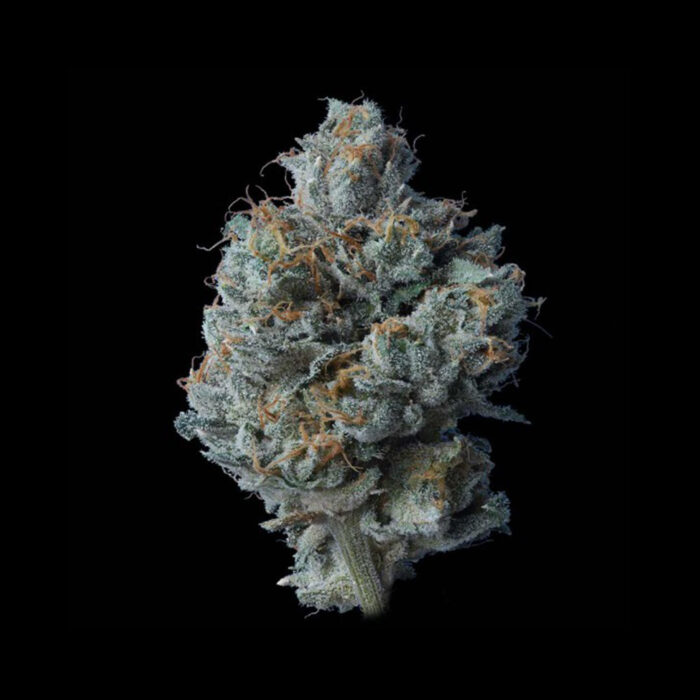 Dope Breeders - DNA Genetics Zallah Bread Image