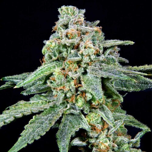Dope Breeders - Grateful Seeds 026 Image