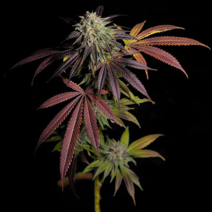 Dope Breeders - Grateful Seeds 7 S.O.H. Image