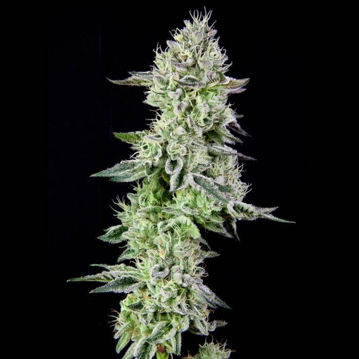 Dope Breeders - Grateful Seeds Barbara's Pie Image