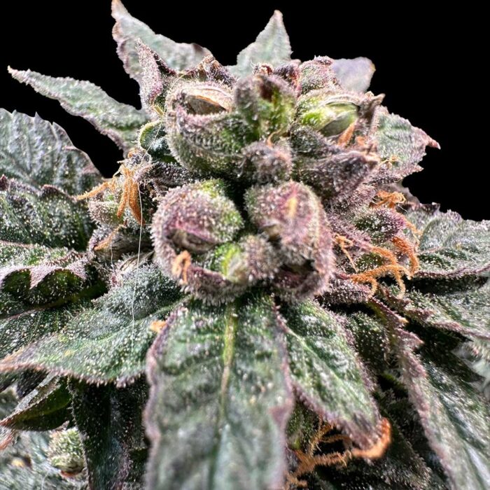 Dope Breeders - Grateful Seeds Bro Science Image