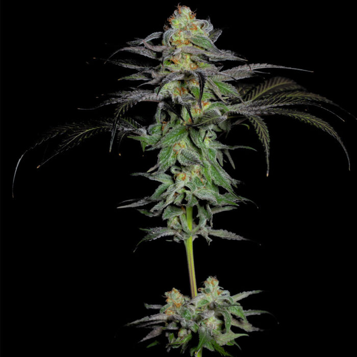 Dope Breeders - Grateful Seeds Calypso Fruit Image