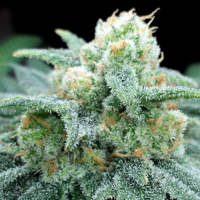 Dope Breeders - Grateful Seeds Electric Koolaid Image