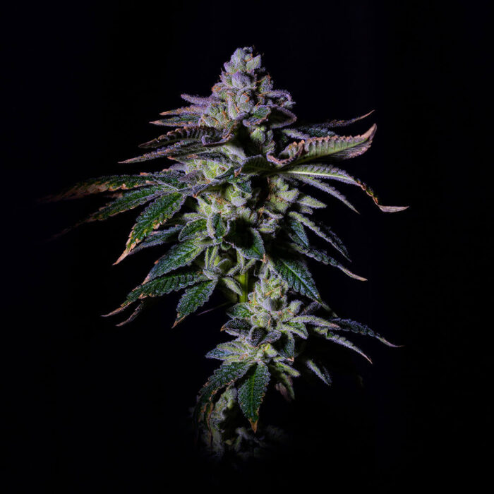 Dope Breeders - Grateful Seeds Gasmint Image