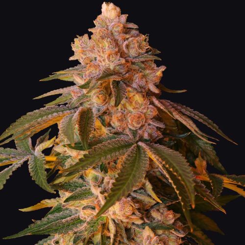 Dope Breeders - Grateful Seeds Happy Ending Image