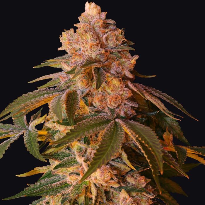Dope Breeders - Grateful Seeds Happy Ending Image