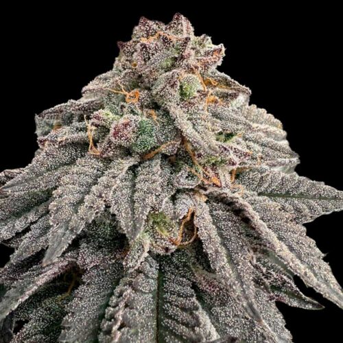 Dope Breeders - Grateful Seeds Hash Belt Image