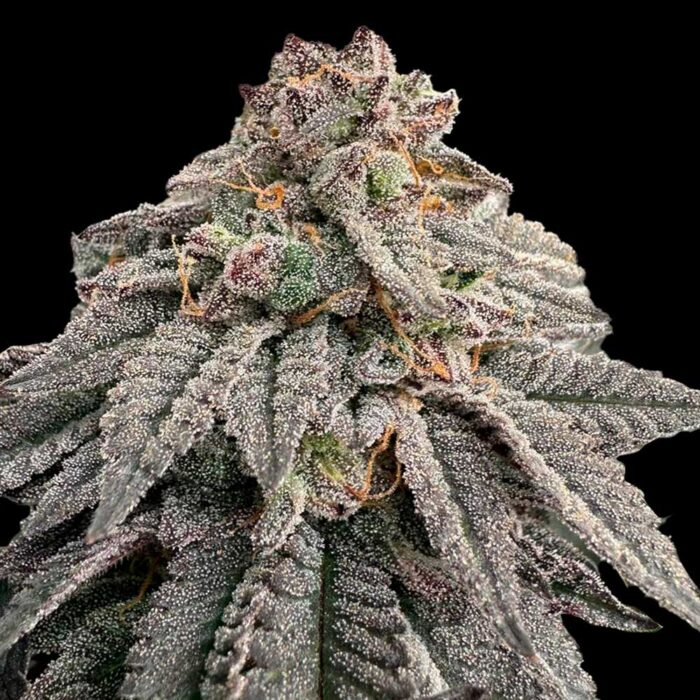 Dope Breeders - Grateful Seeds Hash Belt Image