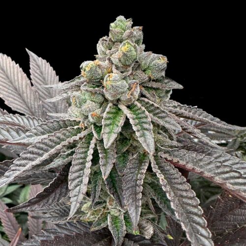 Dope Breeders - Grateful Seeds Honey Pam Image