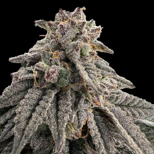 Dope Breeders - Grateful Seeds Meat Grinder Image