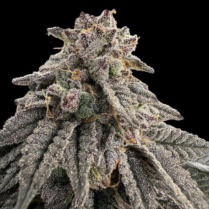 Dope Breeders - Grateful Seeds Meat Grinder Image
