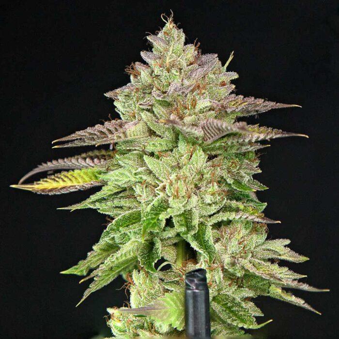 Dope Breeders - Grateful Seeds Melon Madness Image
