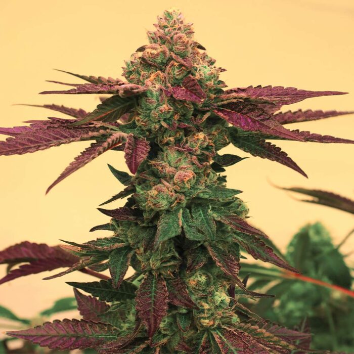 Dope Breeders - Grateful Seeds Melted Rainbow Image