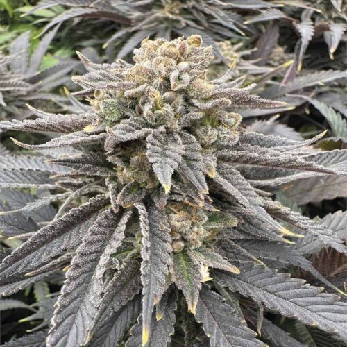 Dope Breeders - Grateful Seeds Midnight Zlap Image
