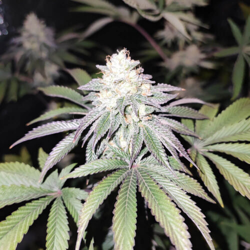 Dope Breeders - Grateful Seeds Mind Fuelz Image