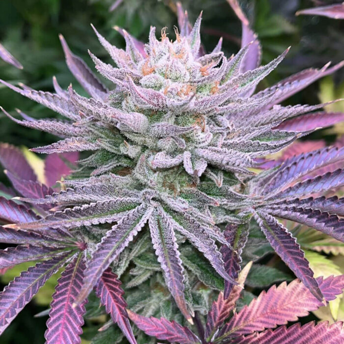 Dope Breeders - Grateful Seeds Nasty Runtz Image