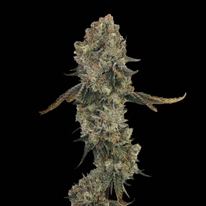 Dope Breeders - Grateful Seeds Obsession Image