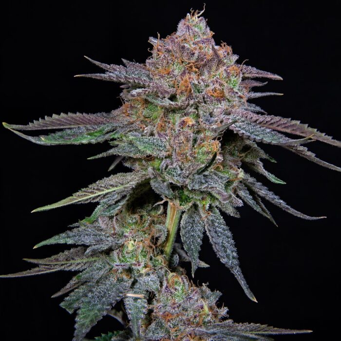 Dope Breeders - Grateful Seeds OrangeGroovye BX Image