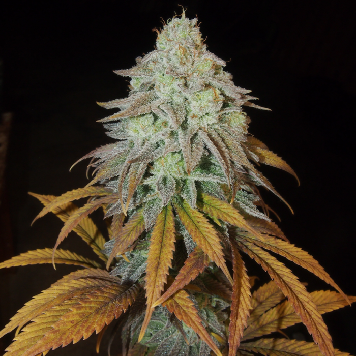 Dope Breeders - Grateful Seeds RM Confidential Image