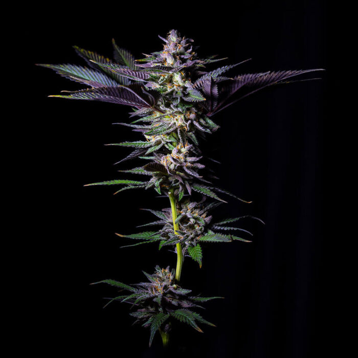 Dope Breeders - Grateful Seeds Rotten Rainbow Image
