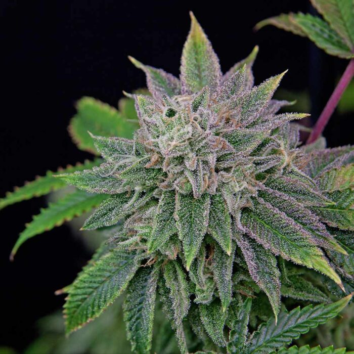 Dope Breeders - Grateful Seeds Runt-Zu Image